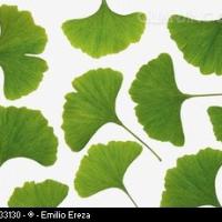 Large picture Green Ginkgo Leaf