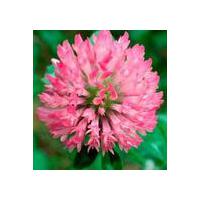 Large picture Red Clover Extract Powder Cas no:491-80-5
