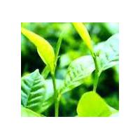 Large picture Green Tea Extract Powder Cas no:989-51-5