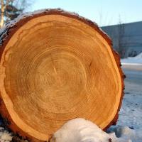 Large picture Russian Larch Logs