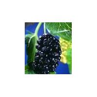 Large picture Mulberry Berry Extract  4:1