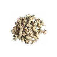 Large picture Notopterygium Root Extract 12:1