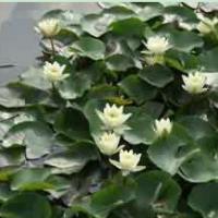 Large picture Nuphar Pumilum Root Extract 12:1