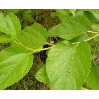 Large picture Mulberry Leaf extract