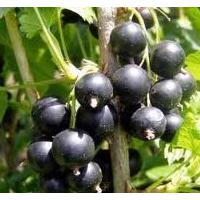 Large picture Ribes Nigrum(Black currant Anthocyanin)