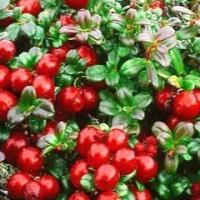 Large picture lingonberry red