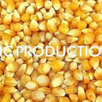 Large picture Yellow Corn