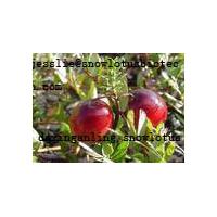 Large picture Cranberry OPC