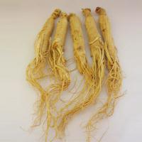 Large picture Panax Ginseng Extract/Ginseng Extract