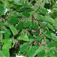 Large picture Mulberry Extract