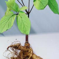 Large picture Panax Ginseng P.E.