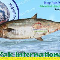 Large picture KING FISH (Streaked Spanish Mackerel)