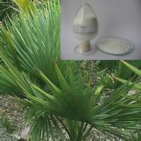 Large picture Saw Palmetto Powder Extract