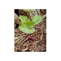 Large picture English name:Asarum oil