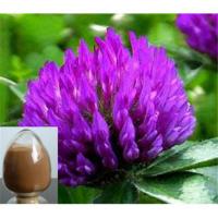 Large picture Red Clover Extract 20% Isoflavones