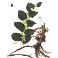 Large picture Giant Knotweed Extract 98% Resveratrol