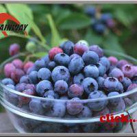 Large picture Bilberry Extracts