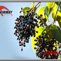 Large picture Glossy Privet Fruit Extract