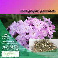 Large picture Andrographis Extract 95% Andrographolide