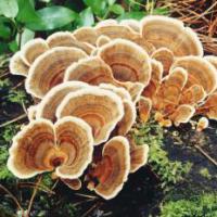 Large picture Coriolus Mushroom Extract