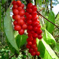 Large picture Schisandra chinensis Extract Schisandrins