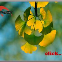 Large picture Herbal extract, Ginkgo Biloba Extract