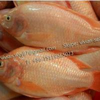 Large picture Frozen Red Tilapia Fish (Oreochromis Niloticus)