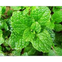 Large picture Peppermint Extract
