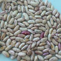 Large picture Light speckled kidney beans