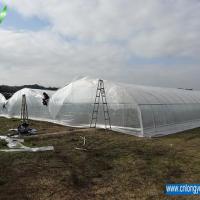 Large picture Multi-Span Greenhouse