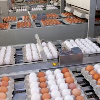 Large picture Chicken Table Eggs Grade A