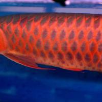 Large picture super red arowana fish