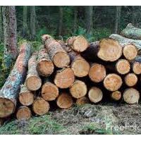 Large picture lumber
