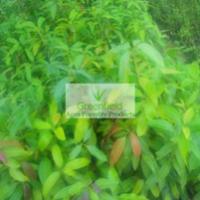 Large picture Sita ashok plant