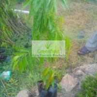 Large picture Ashok pendula plant