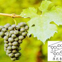 Large picture Grape Seed extract & 95% OPC