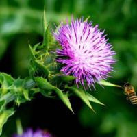 Large picture Milk Thistle extract