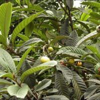 Large picture Eriobotrya japonica leaf extract & Ursolic acid