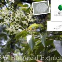 Large picture Ligustrum Extract Oleanolic Acid
