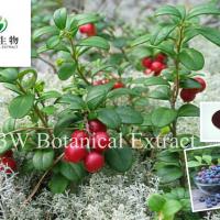 Large picture Bilberry Extract Anthocyanins