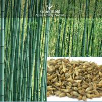 Large picture Deshi bamboo seeds ( Dendrocalamus strictus )