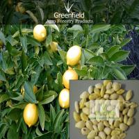 Large picture Lemon seeds (Citrus)
