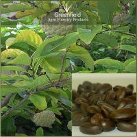 Large picture Custard apple fruit seeds ( Annona Reticulata )