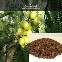 Large picture Aonla fruit  seeds ( Emblica officinalis )