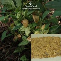 Large picture Ashwagandha medicinal seeds ( Withania somnifera )