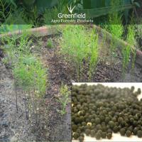 Large picture shatavari medicinal seeds ( Asparagus racemosus )