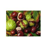 Large picture Supply Horse Chestnut Extract Powder 20%