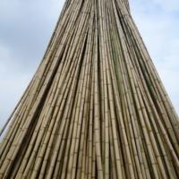 Large picture vietnam high quality bamboo poles