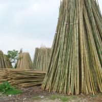 Large picture vietnam natural bamboo poles
