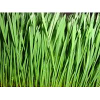 Large picture Wheat Grass Extract
